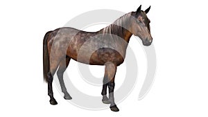 Horse standing, hoofed animal on white