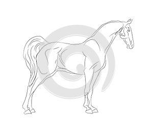 horse standing, lines, vector