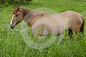 The horse is standing in the lush green grass. Brown horse in the meadow