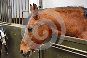 Horse in manege stable photo