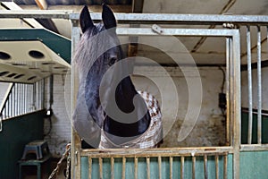 Horse in manege stable photo