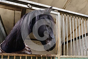 Horse in manege stable photo