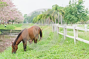 Horse standing near paddock with green grass