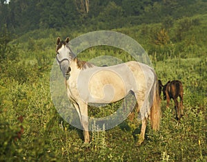 Horse standing next to two small brown colts in field