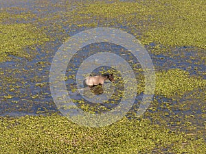 Horse standing in a serene lake in Gomez Farias, Michoacan, Mexico