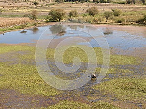 Horse standing in a serene lake in Gomez Farias, Michoacan, Mexico