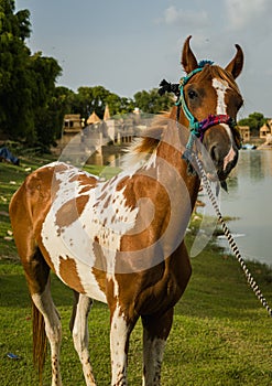 Horse standing at the shore of lake