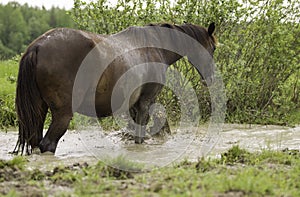 The horse is standing sideways in the muddy water near a willow Bush