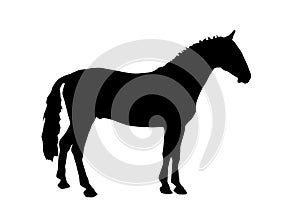Horse standing silhouette 