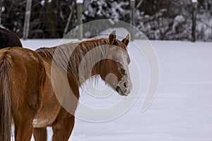 Horse standing in snow winter scene