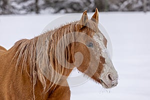 Horse standing in snow winter scene