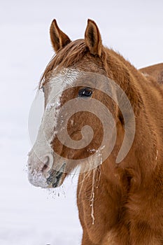 Horse standing in snow winter scene