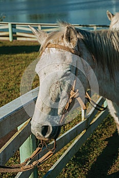 Horse standing tied on fence with typical saddle
