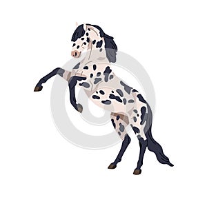 Horse standing up in rearing pose. Wild stallion profile, beautiful spotted steed of Knabstrupper breed. Purebred spotty