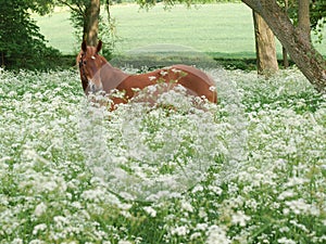 Horse Standing In Wild Flowers