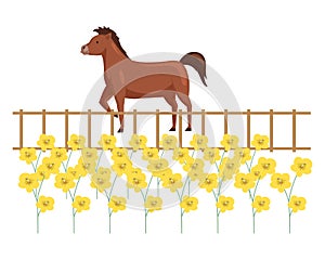 Horse stands behind fence at flower bed isolated on white. Farm animal for riding or transportation