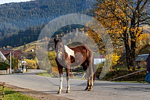 A horse stands on the carriageway of a winding road in a small mountain village.