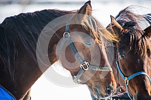 Horse stands in the cold snow