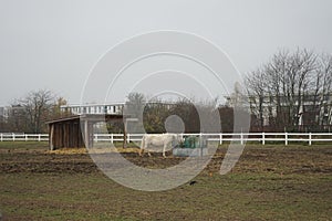 The horse stands at the feeder with hay covered with a net so that the animal does not overeat. Stadtrandhof, Schoenefeld, Germany