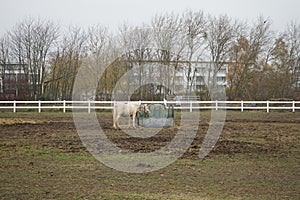 The horse stands at the feeder with hay covered with a net so that the animal does not overeat. Stadtrandhof, Schoenefeld, Germany