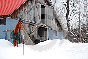 A horse son a snowy farm