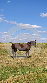 Horse stands on meadow