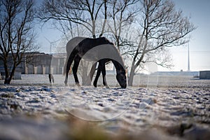A horse stands on a snow-covered pasture in winter