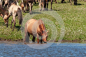 The horse stands in the water of the pond and drinks water from there. Horses at the site of watering. Bashkiria