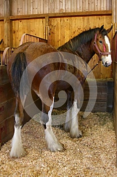 Horse at State Fair