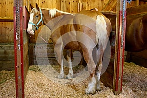 Horse at State Fair