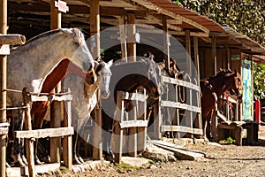 Horse station in entertainment center in Valle del Cocora Valley. Salento, Quindio department. Colombia travel destination.