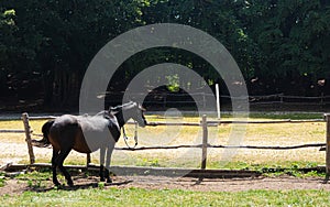 Horse stationed at fence in country farm training camp