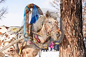 Horse stays in a yoke the bridle and the arc near the tree