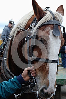 Horse and a steady hand