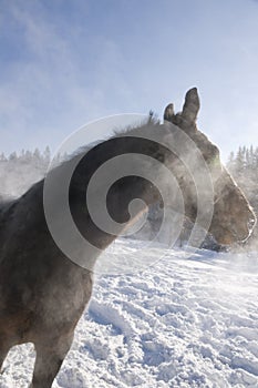 Horse and steam