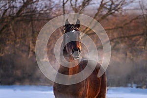 Horse with steam from its nostrils