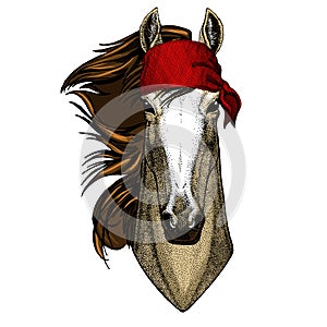 Horse, steed, courser. Portrait of wild animal. Bandana. Pirate. Motorcycle.