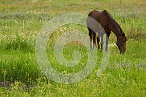 Horse in steppe