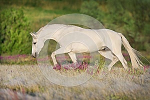 Horse in stipa grass