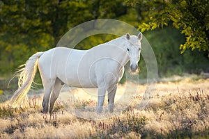 Horse in stipa grass