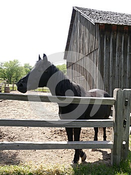 A horse in the stockade by the barn at Missouri Town 1855 in western Missouri.