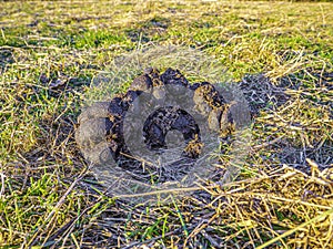 Horse stool crap in a village meadow. photo