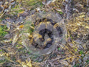 Horse stool crap in a village meadow. photo