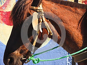 Horse stop in Chile. traditionally  countryside habits. Folclore