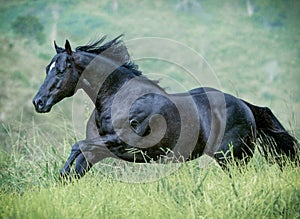 Horse On The Storm