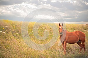 Horse and a stormy sky