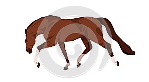 Horse, strong stallion running. Steed profile, side view, moving fast. Racehorse, brown mustang equine animal in action