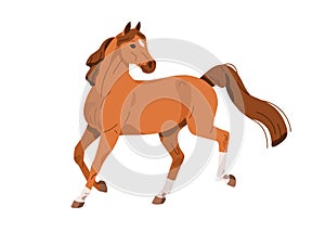 Horse, strong wild stallion, equine animal in action, motion. Racehorse walking, running, going, moving. Beautiful steed