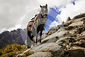Horse struggeling with difficult terrain in Santa Cruz Trek, Peru