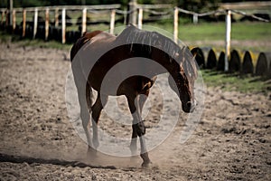 horse in a stud farm